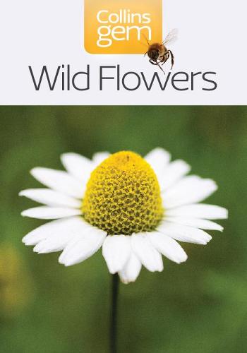 Outdoor series-Wildflowers