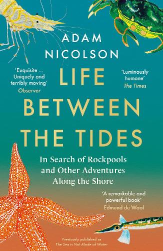 Life Between the Tides: In Search of Rockpools and Other Adventures Along the Shore (Paperback)