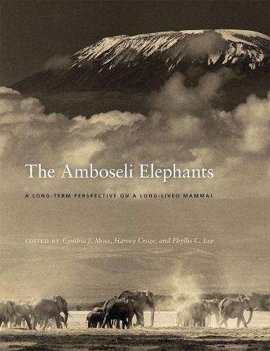 The Amboseli Elephants: A Long-Term Perspective on a Long-Lived Mammal (Hardback)