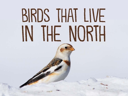 Birds That Live in the North (English) - Nunavummi (Paperback)