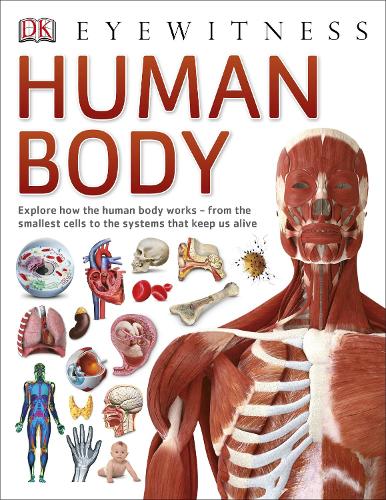Human Body - DK Eyewitness (Paperback)