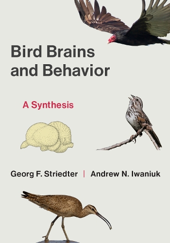 Bird Brains and Behavior: A Synthesis (Paperback)