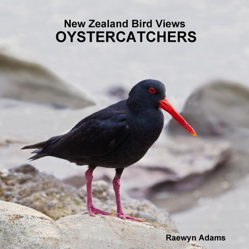 New Zealand Bird Views: Oystercatchers (Paperback)
