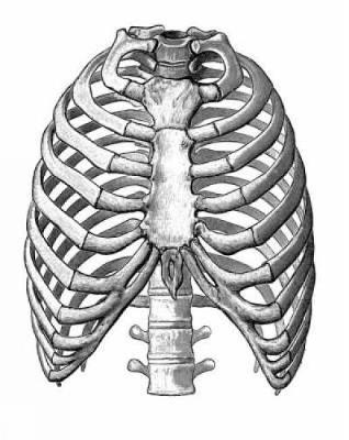 Medical and Anatomical Illustrations: With Over 4800 Permission-Free Images - Dover Pictorial Archive (Paperback)
