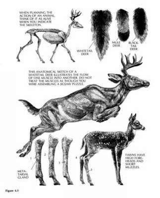 The Art of Painting and Drawing Animals (Paperback)