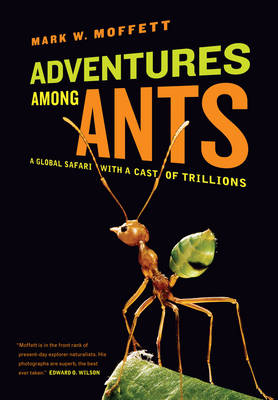 Adventures among Ants: A Global Safari with a Cast of Trillions (Paperback)