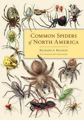 Common Spiders of North America (Hardback)