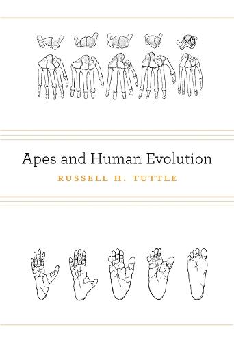 Apes and Human Evolution (Hardback)