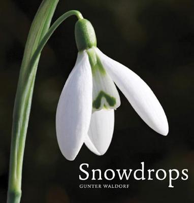 Snowdrops (Hardback)