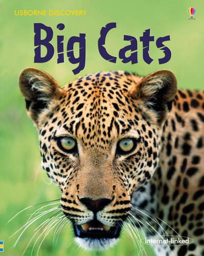 Big Cats - Discovery (Hardback)