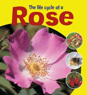 The Life Cycle of a Rose - Learning About Life Cycles (Paperback)
