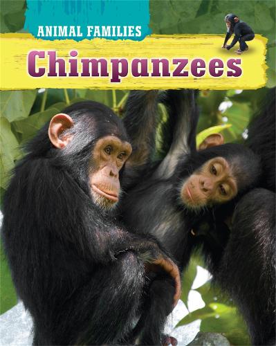 Animal Families: Chimpanzees - Animal Families (Hardback)