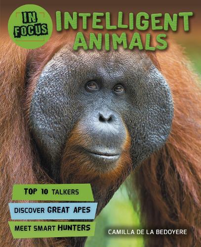 In Focus: Intelligent Animals - In Focus (Paperback)