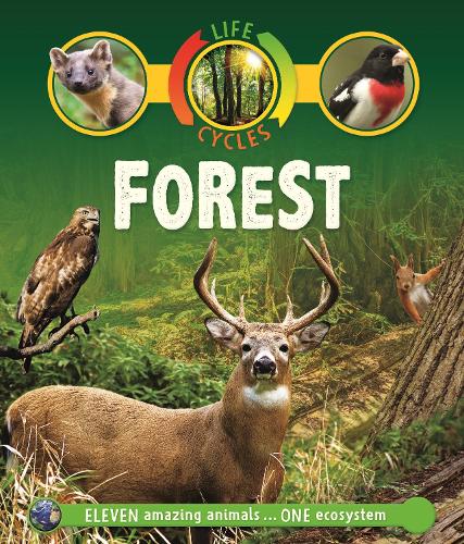 Life Cycles: Forest - Life Cycles (Paperback)
