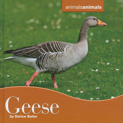 Geese - Animals, Animals (Hardback)
