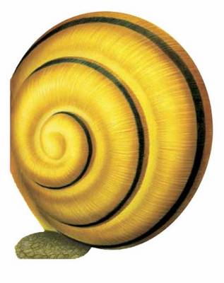 Little Snail: Mini Creatures (Hardback)