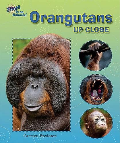 Orangutans Up Close - Zoom in on Animals! (Hardback)