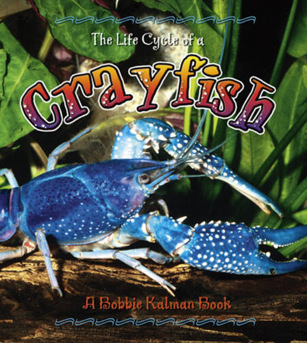 The Life Cycle of a Crayfish (Hardback)