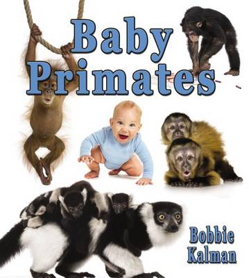 Baby Primates - It's Fun to Learn About Baby Animals (Paperback)
