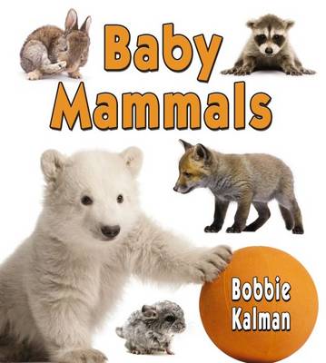 Baby Mammals - It's Fun to Learn About Baby Animals (Paperback)