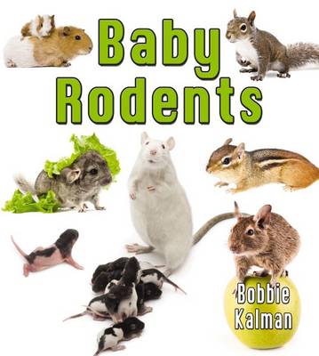 Baby Rodents - It's Fun to Learn About Baby Animals (Paperback)