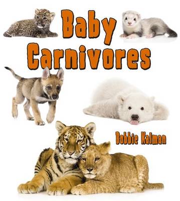 Baby Carnivores - Its fun to learn about baby animals (Paperback)