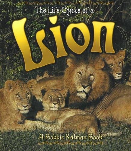 The Life Cycle of a Lion - Life Cycle