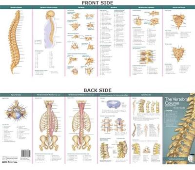 Anatomical Chart Company's Illustrated Pocket Anatomy: The Vertebral Column & Spine Disorders Study Guide - Anatomical Chart Company's Illustrated Pocket Anatomy