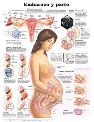 Pregnancy and Birth Anatomical Chart in Spanish (Embarazo y parto) (Wallchart)