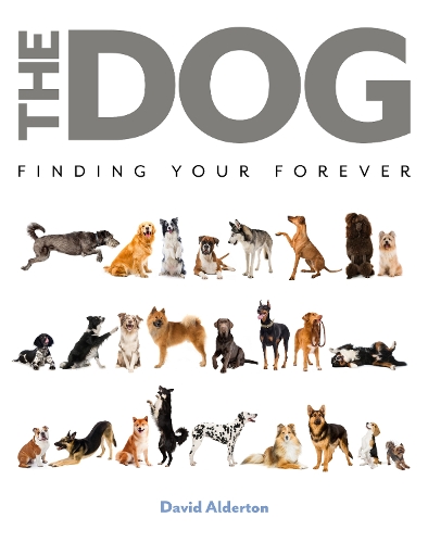 The Dog: Finding Your Forever (Hardback)