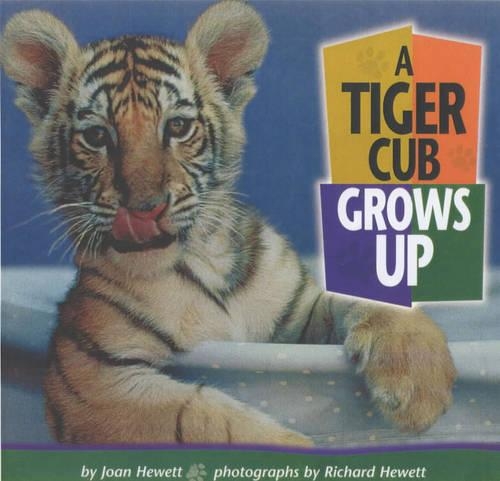 A Tiger Cub Grows Up (Paperback)