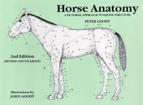 Horse Anatomy: A Pictorial Approach to Equine Structure (Paperback)