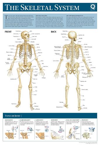 Human Anatomy Wallchart: The Skeletal System (Poster)