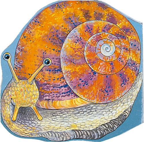 Pocket Snail - Pocket Pals (Board book)