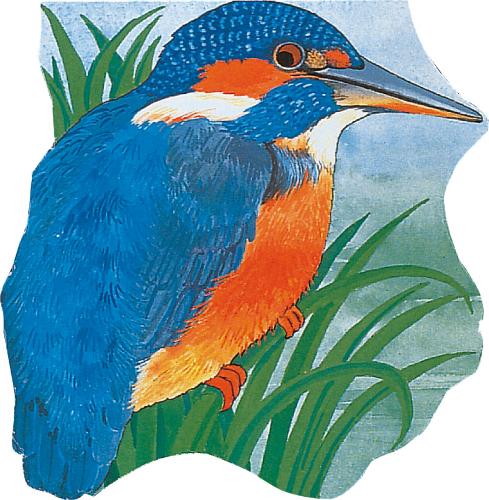 Pocket Kingfisher - Pocket Pals (Board book)