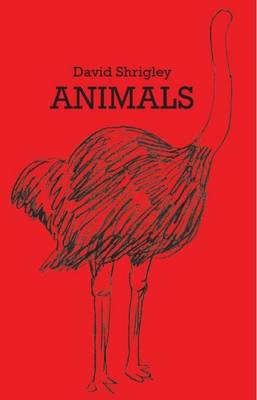 David Shrigley By Katrina Schwarz David Shrigley