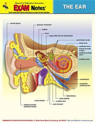 Exam Notes Ear St (Wallchart)