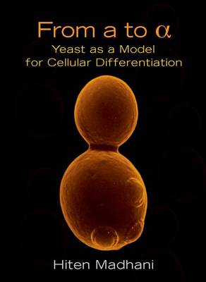 From a to Alpha: Yeast as a Model for Cellular Differentiation (Paperback)