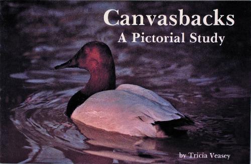 Canvasbacks: A Pictorial Study (Paperback)