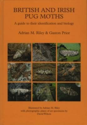 British and Irish Pug Moths - a Guide to their Identification and Biology (Hardback)