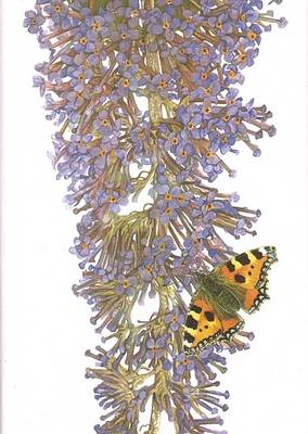 Mrs Tambourine Man (Hardback)