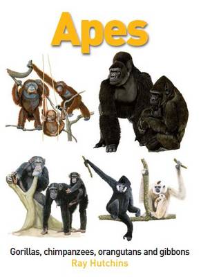 Apes: Gorillas, Chimpanzees, Orangutans and Gibbons (Hardback)