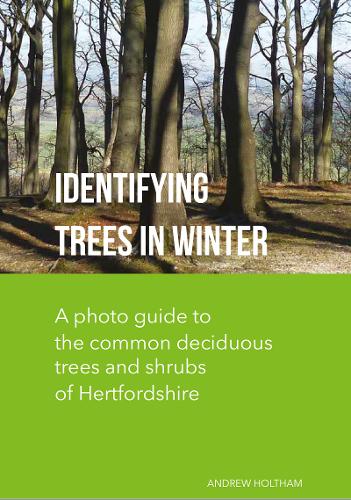 Identifying Trees In Winter 2020 By Andrew Holtham Waterstones