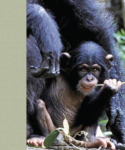 Mother and Child: Wildlife Photography (Hardback)
