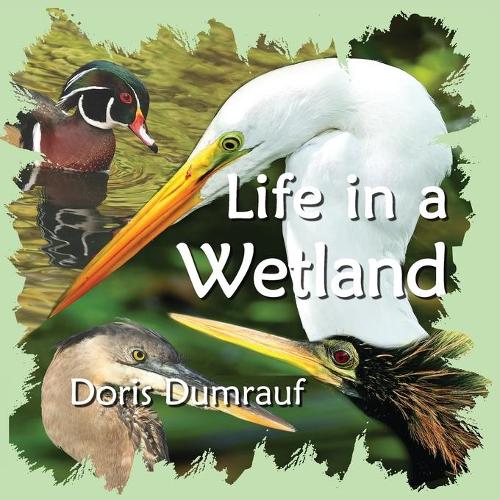 Life In A Wetland (Paperback)