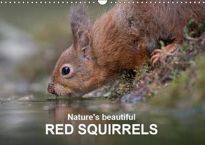 Nature's beautiful red squirrels 2019: Red squirrels in natural surroundings - Calvendo Animals (Calendar)