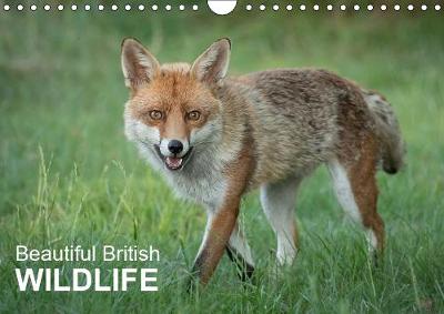 Beautiful British WILDLIFE 2019: Photographs of different british wildlife - Calvendo Animals (Calendar)