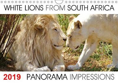 White Lions from South Africa Panorama Impressions 2019: The calendar "White Lions from South Africa Panorama Impressions"created by Barbara Fraatz, a photographer in South Africa (www.thula-photography.com ) is showing 12 fantastic white lion portraits from South Africa. - Calvendo Animals (Calendar)