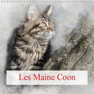 Les Maine Coon 2019: Le chat Maine Coon est le chat le plus imposant qui soit - Calvendo Animaux (Calendar)