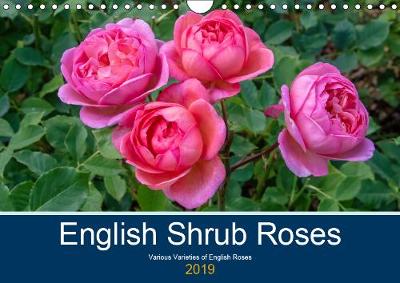 English Shrub Roses 2019: A variety of English roses - Calvendo Nature (Calendar)